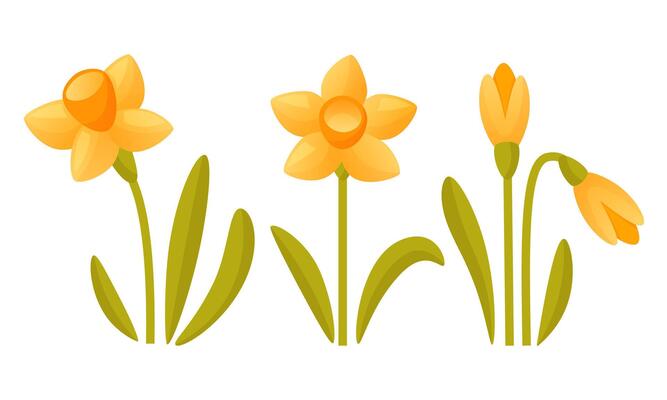 Vector set of yellow daffodils on a white background. Early spring garden flowers.