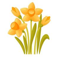 Vector set of yellow daffodils on a white background. Early spring garden flowers.