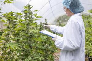 Marijuana research, Female scientist in a hemp field checking plants and flowers, alternative herbal medicine concept photo