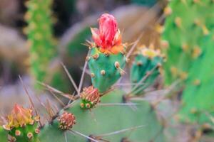 cactus flor con brote. cactus flor, eso es verde, naranja y rosado. foto