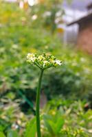 Beautiful white Cnidoscolus aconitifolius flower. Pepaya Jepang flowers in green and white when blooming. photo