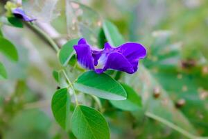 Purple Clitoria ternatea. Beautiful purple pea flower. Natural background. photo