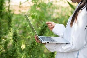 A female scientist researches cannabis with a laptop in a hemp field.  cannabinoids in marijuana CBD elements. photo