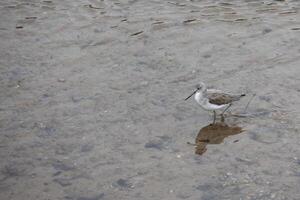 Common greenshank, Tringa nebularia, in shallow water at Kingsbridge in Devon photo