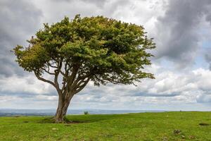 Hawthorn tree growing on the South Downs photo