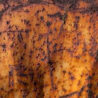 Close up of part of the hull of a fishing boat photo