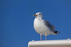 europeo arenque gaviota, larus argentato, descansando en hastings, este sussex foto