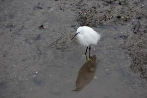 Little Egret, Egretta garzetta, in shallow water at Kingsbridge in Devon photo