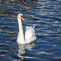 Mute Swan in the sea at Brixham in Devon photo