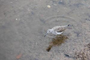 Common greenshank, Tringa nebularia, in shallow water at Kingsbridge in Devon photo