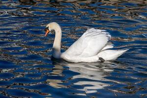 Mute Swan in the sea at Brixham in Devon photo