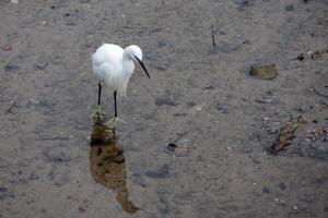 Little Egret, Egretta garzetta, in shallow water at Kingsbridge in Devon photo