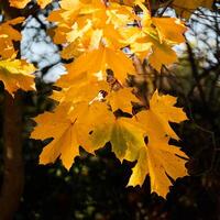 Sycamore, Acer pseudoplatanus, leaves glowing in the autumn suns photo