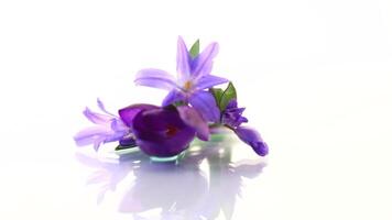 early spring purple flowers crocuses isolated on white background video
