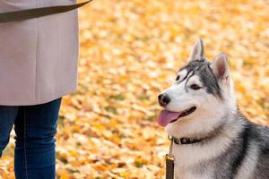 portrait of husky dog next to its owner on a background of autumn foliage photo