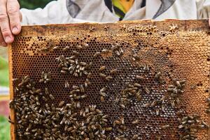 marco con oscurecido cría peines en el manos de el apicultor foto
