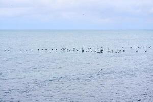 seascape with a flock of migratory birds flying low over the water photo