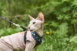 beautiful purebred cat walks on a leash on a blurred natural background photo