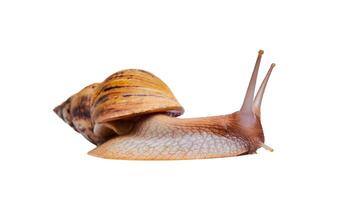 live snail achatina isolated on white background, side view photo