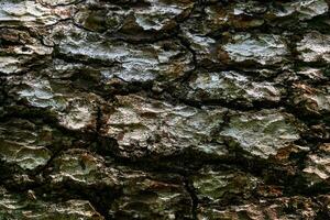 bark texture of old tree close up photo