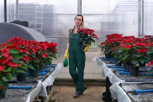 woman gardener walks with a flower pot and a watering can in her hands through a poinsettia plant nursery in an industrial greenhouse photo