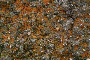 background, texture - a limestone surface with fossil shells, covered with orange lichen photo