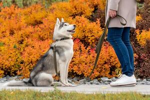 husky dog next to its owner on a background of autumn foliage photo