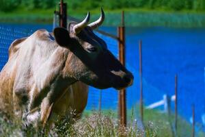 cow on a fenced pasture close up photo