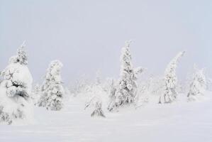 invierno montaña paisaje - Nevado bosque en un escarchado calina foto