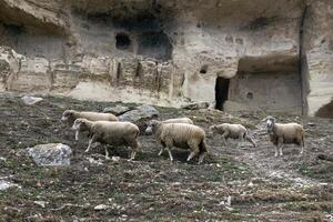 rebaño de oveja pacer en un ladera con un abandonado medieval cueva pueblo en el antecedentes foto