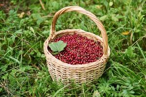 wicker basket with red currant berries stand in the grass photo