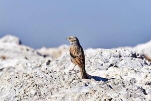 small bird alpine accentor on white stones on a blurred background photo