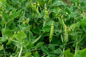 natural organic peas ripen in the garden photo