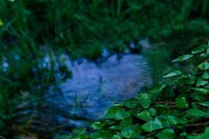 blurred landscape of a shady forest lake or swamp, focus on ivy leaves in the foreground photo