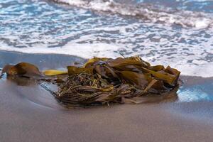 kelp algae washed ashore by the waves on the ocean shore photo