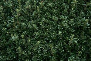 vegetative background of leaves - laurel hedge photo