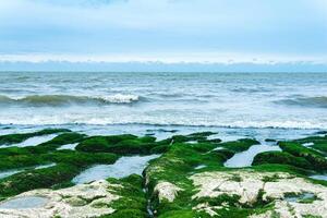 seascape, coast of the Caspian Sea with algae-covered coastal stones photo