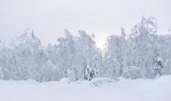 invierno paisaje - congelado arboles a el borde de un Nevado claro foto
