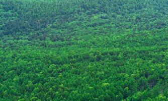 aerial view of wild woodland on a cloudy day photo