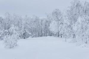 winter landscape - frozen trees around a snowy glade photo