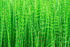 green natural background - thickets of horsetails photo