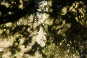 scale lichen on the surface of a natural stone in the shade of branches photo