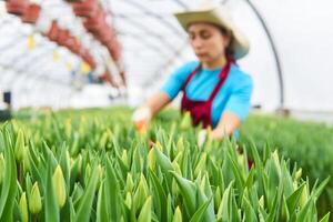 young woman caring for tulips in a greenhouse, focus on nearby plants photo