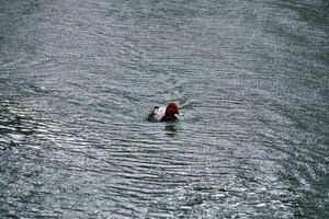 common pochard bird in the middle of ripples on the water surface during rain photo