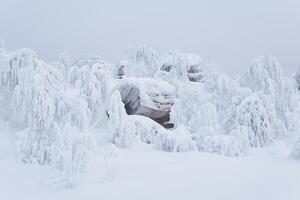 winter landscape - bizarre rocks and trees on the mountain plateau are covered with deep snow photo