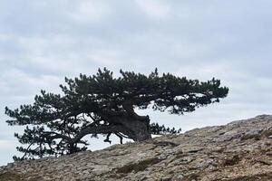 bizarre crooked pine tree on the rocks at the edge of the abyss photo