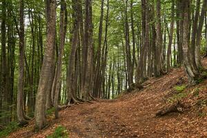 trail in a mountain beech forest photo