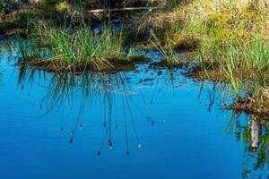 marsh landscape with grass tussocks and reflection in open water photo