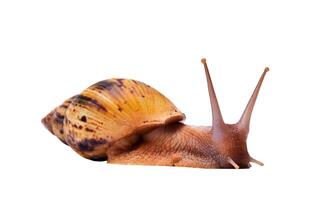 live snail achatina isolated on white background, side view photo