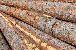 stacks of logs close up photo